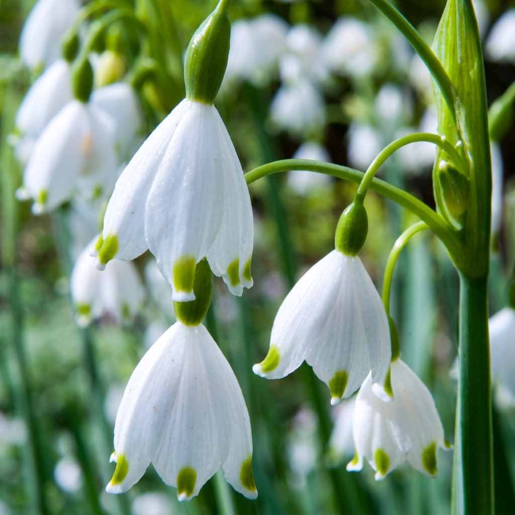 20x Leucojum Aestivum - Sommer-Knotenblume - Weiß - Frühlingsblüher - Zwiebelgröße 8/9