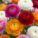 Ranunkel (Ranunculus asiaticus) – Ranunkel-Knollen, 40 Zwiebeln