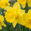 Narzisse 'Yellow' (Narcissus) – Blumenzwiebeln, 40 Zwiebeln