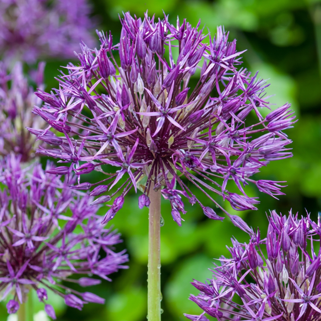 40x Allium Purple Rain - Zierlauch Purple Rain - Lila - Sommerblüher - Zwiebelgröße 10/12