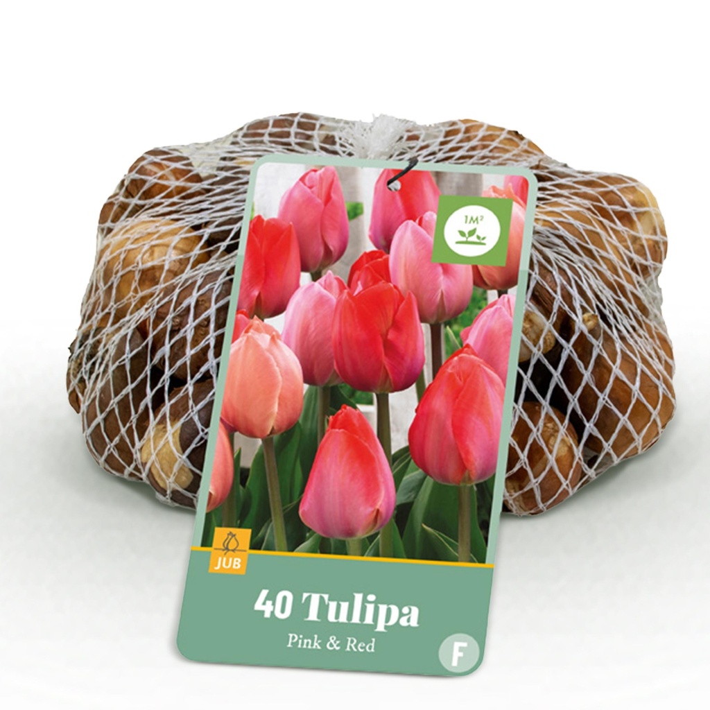 40x Tulipa Pink - Red - Rosa-rote Tulpe - Rosa und Rot - Frühlingsblüher - Zwiebelgröße 10/12