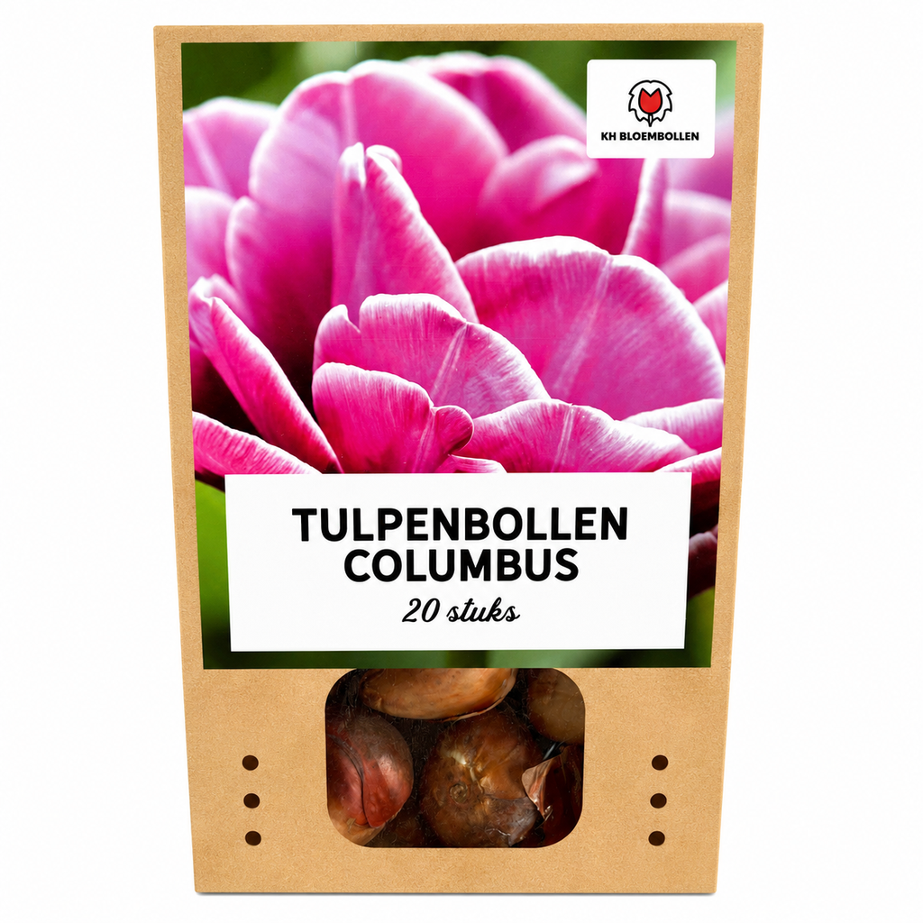Tulpenzwiebeln Columbus – 20 Stück | KH Bloembollen® | Rosa-Weiße Doppelte Pfingstrosentulpe – Elegant & Voll – Für Garten oder Topf – Größe 11/12 – Frisch vom Züchter!