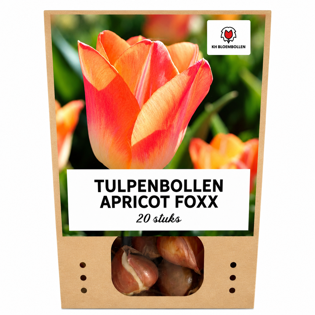 Tulpenzwiebeln Apricot Foxx – 20 Stück | KH Bloembollen® | Lachsrosa Tulpe – Elegant & Großblumig – Für Garten oder Topf – Größe 11/12 – Frisch vom Züchter