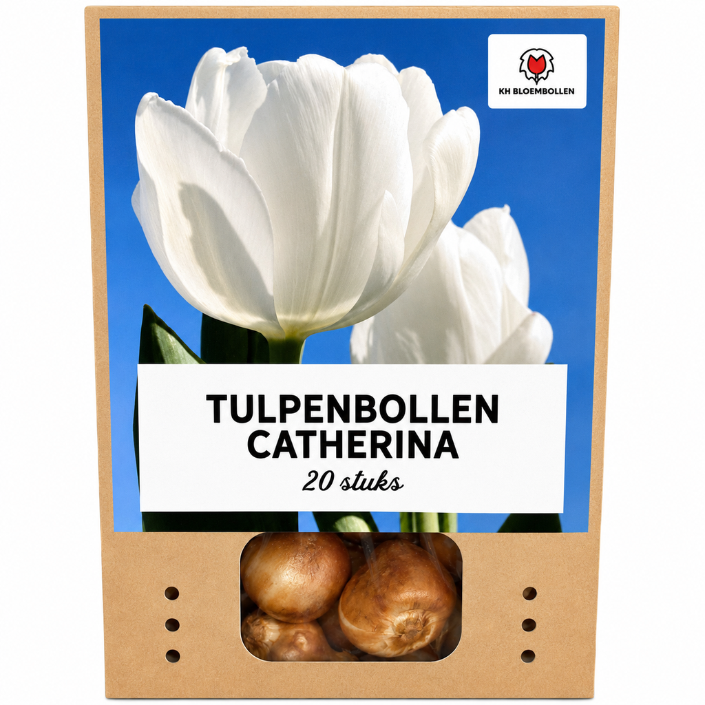 Tulpenzwiebeln Catherina – 20 Stück | KH Bloembollen® | Reinweiße Tulpe – Zeitlos & Elegant – Für Garten oder Topf – Größe 11/12 – Frisch vom Züchter