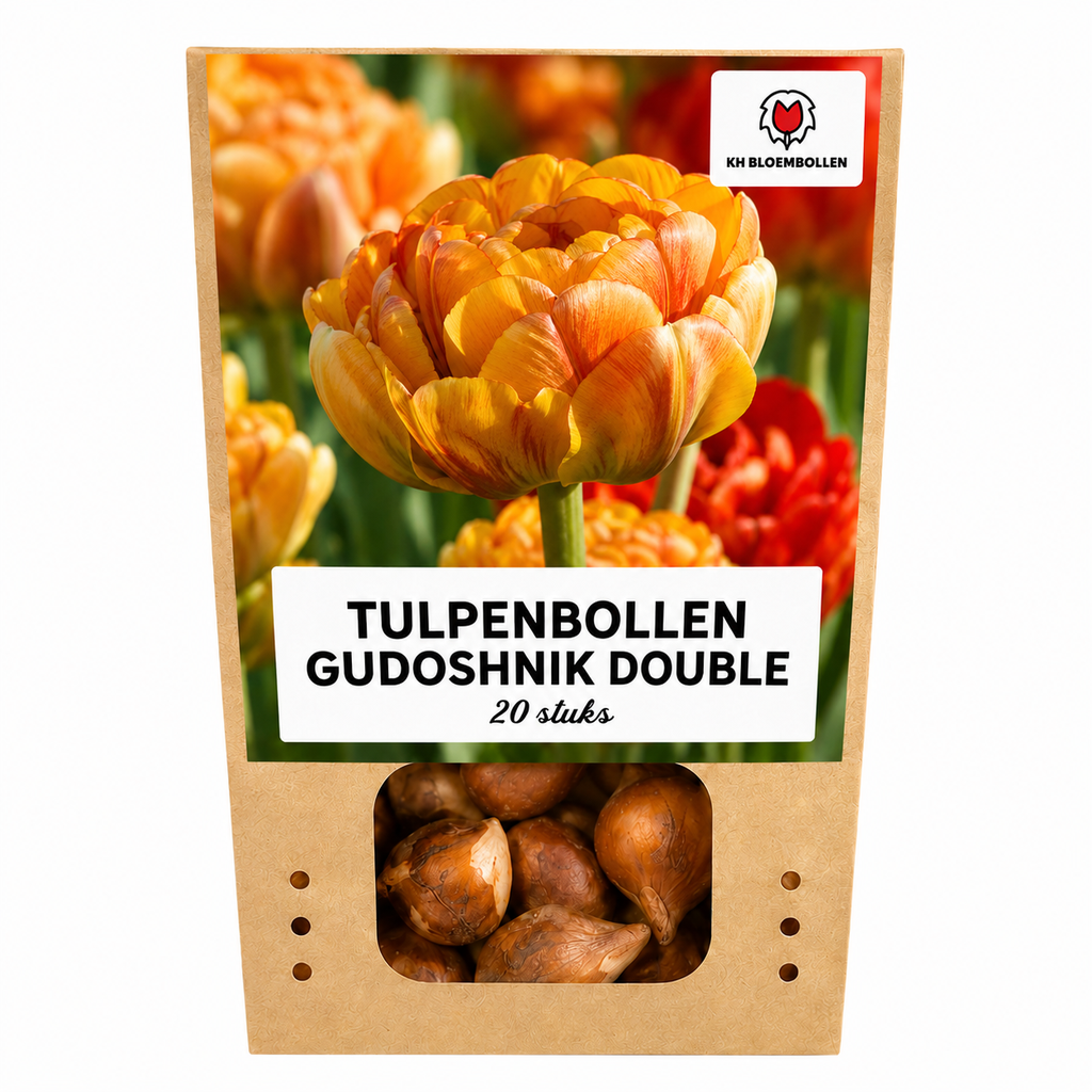 Tulpenzwiebeln Gudoshnik Double – 20 Stück | KH Bloembollen® | Gelbe, Orange & Rote Doppelblütige Tulpe – Pfingstrosenartig & Bunt – Für Garten oder Topf – Größe 11/12 – Frisch vom Züchter