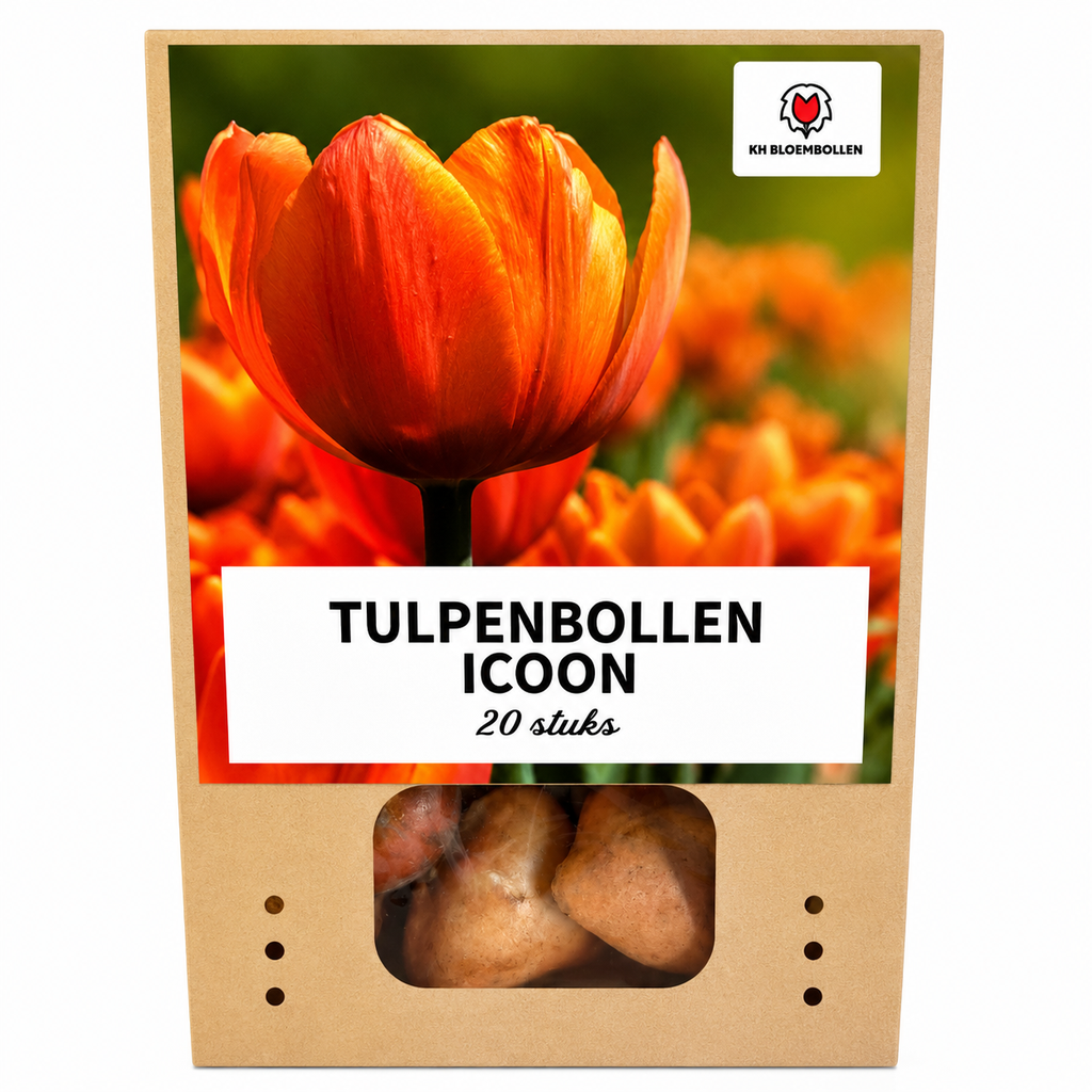 Tulpenzwiebeln Icoon – 20 Stück | KH Bloembollen® | Orange Doppelblütige Tulpe – Voll, Warm & Auffällig – Für Garten oder Topf – Größe 11/12 – Frisch vom Züchter