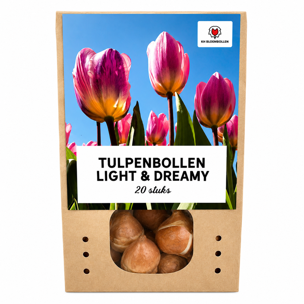 Tulpenzwiebeln Light and Dreamy – 20 Stück | KH Bloembollen® | Prächtige Pastellfarben – Für Garten oder Topf – Größe 11/12 – Frisch vom Züchter!