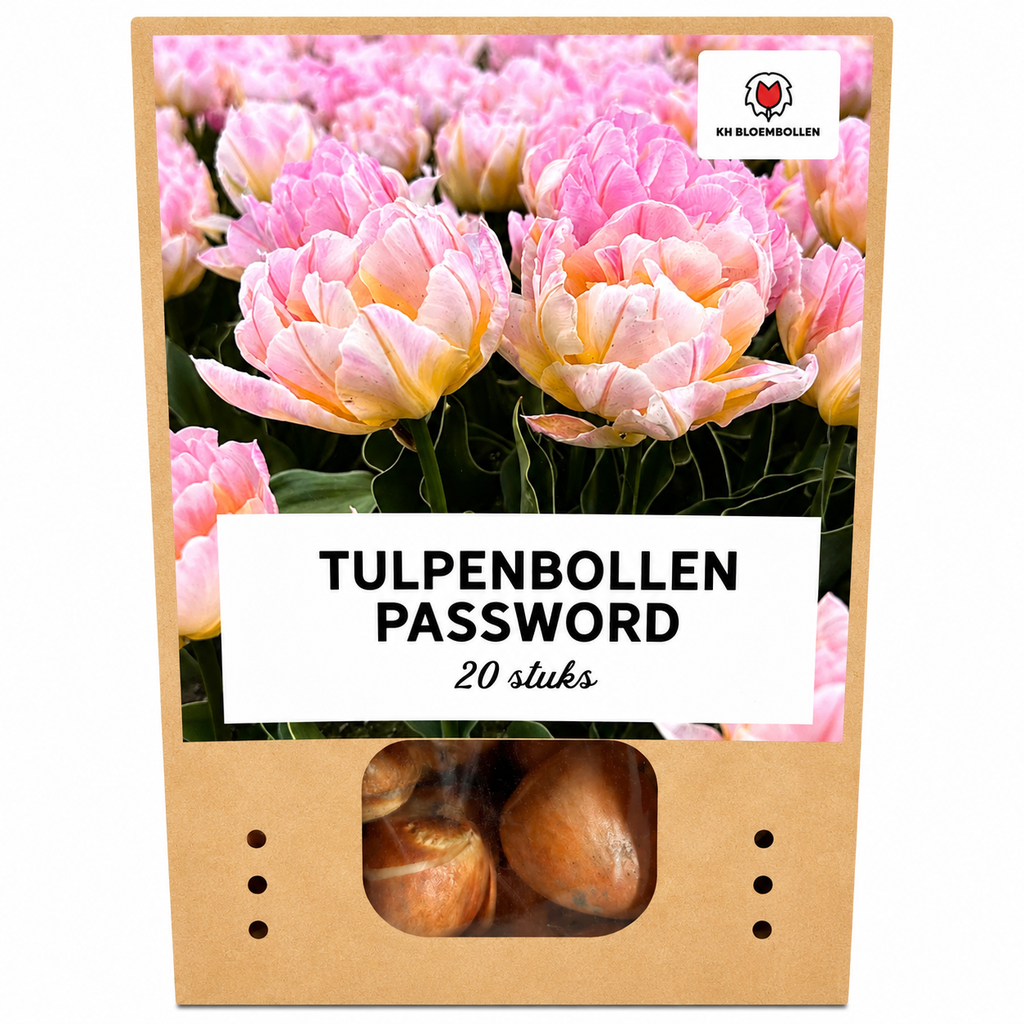 Tulpenzwiebeln Password – 20 Stück | KH Bloembollen® | Rosa Doppelblütige Tulpe – Voll, Sanft & Romantisch – Für Garten oder Topf – Größe 11/12 – Frisch vom Züchter