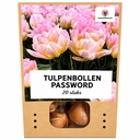 Tulpe 'Password' (Tulipa) – Blumenzwiebeln, 20 Zwiebeln