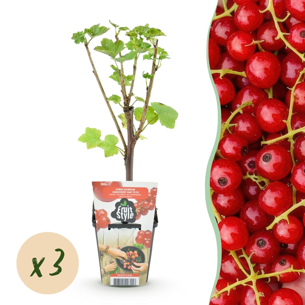 Obstpflanzen - Rote Johannisbeere - Ribes rubrum Jonkheer van Tets - Winterhart - 3 Pflanzen - Topf 9 cm - Rote Johannisbeere