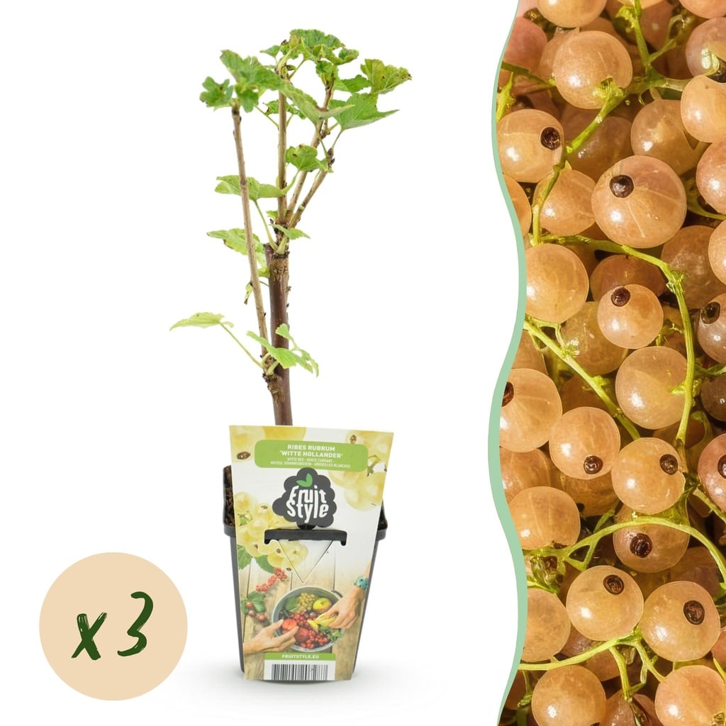 Obstpflanzen - Weiße Beere - Ribes rubrum Weiße Holländer - Winterhart - 3 Pflanzen - Topf 9 cm - Weiße Beere