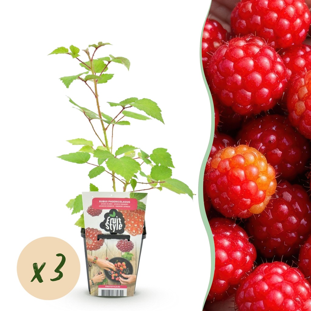 Obstpflanzen - Japanische Weinbeere - Rubus Phoenicolasius - Winterhart - 3 Pflanzen - Topf 9 cm - Rote Beere