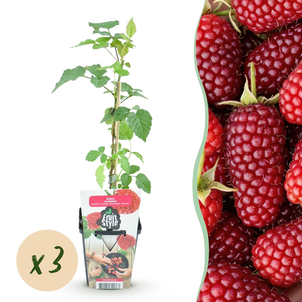 Obstpflanzen - Taybes - Rubus Tayberry - Winterhart - 3 Pflanzen - Topf 9 cm - Rote Beere