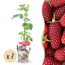 Obstgehölz (Obstpflanzen) – winterhartes Obstgehölz, Höhe ca. 9 cm