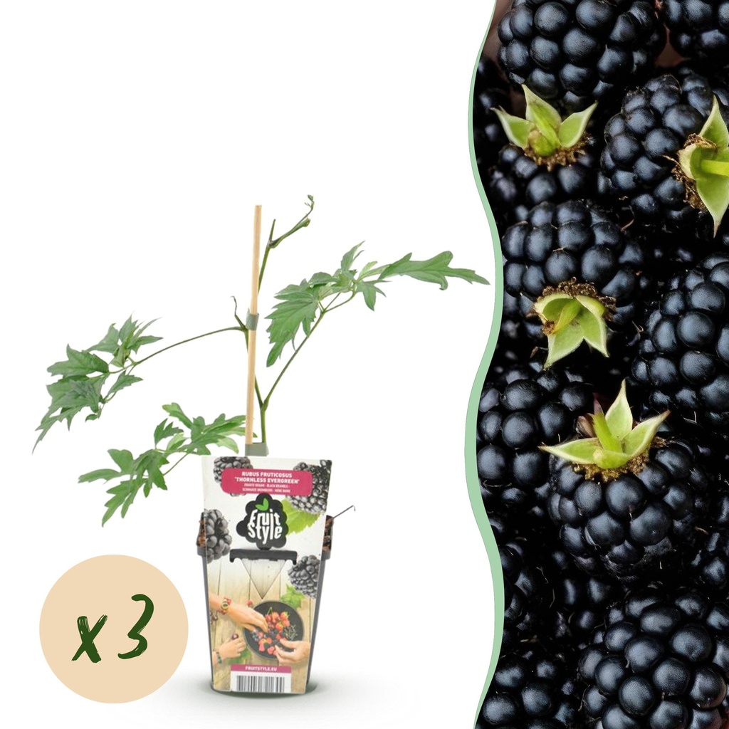 Obstpflanzen - Immergrüne Brombeere - Rubus Thornless Evergreen - Frosthart - 3 Pflanzen - Topf 9 cm - Schwarze Brombeere
