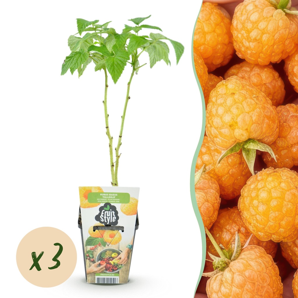 Obstpflanzen – Himbeere – Rubus idaeus Fallgold – Winterhart – 3 Pflanzen – Topf 9 cm – Gelbe Himbeere