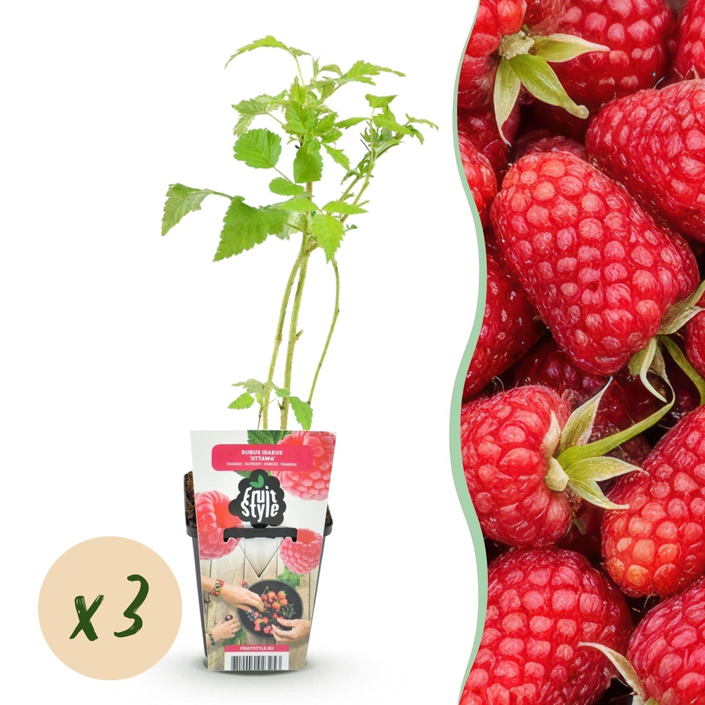 Obstpflanzen – Himbeere – Rubus idaeus Heritage – Winterhart – 3 Pflanzen – Topf 9 cm – Rote Himbeere