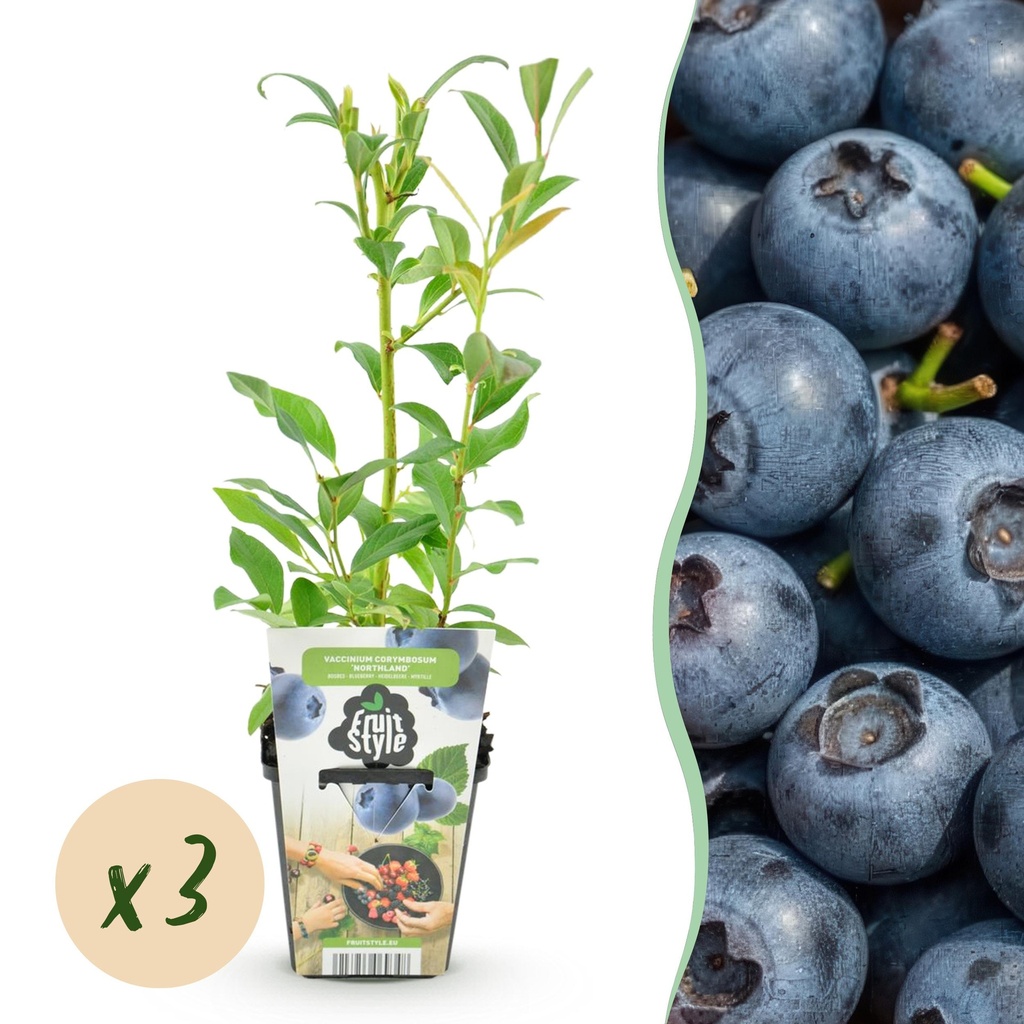 Heidelbeere (Vaccinium corymbosum) – winterharte Beerenobst-Pflanze, Höhe ca. 9 cm