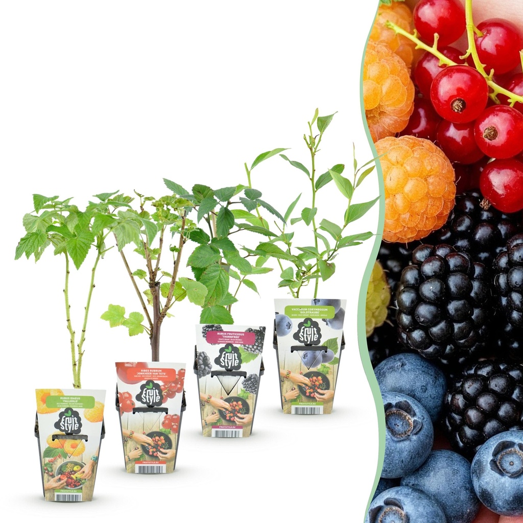 Obstpflanzen – Regenbogen – Rote Johannisbeere – Gelbe Himbeere – Schwarze Brombeere – Blaubeere – Winterhart – 4 Pflanzen – Topf 9 cm