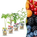Kultur-Apfel (Obstpflanzen) – winterharter Obstbaum, Höhe ca. 9 cm