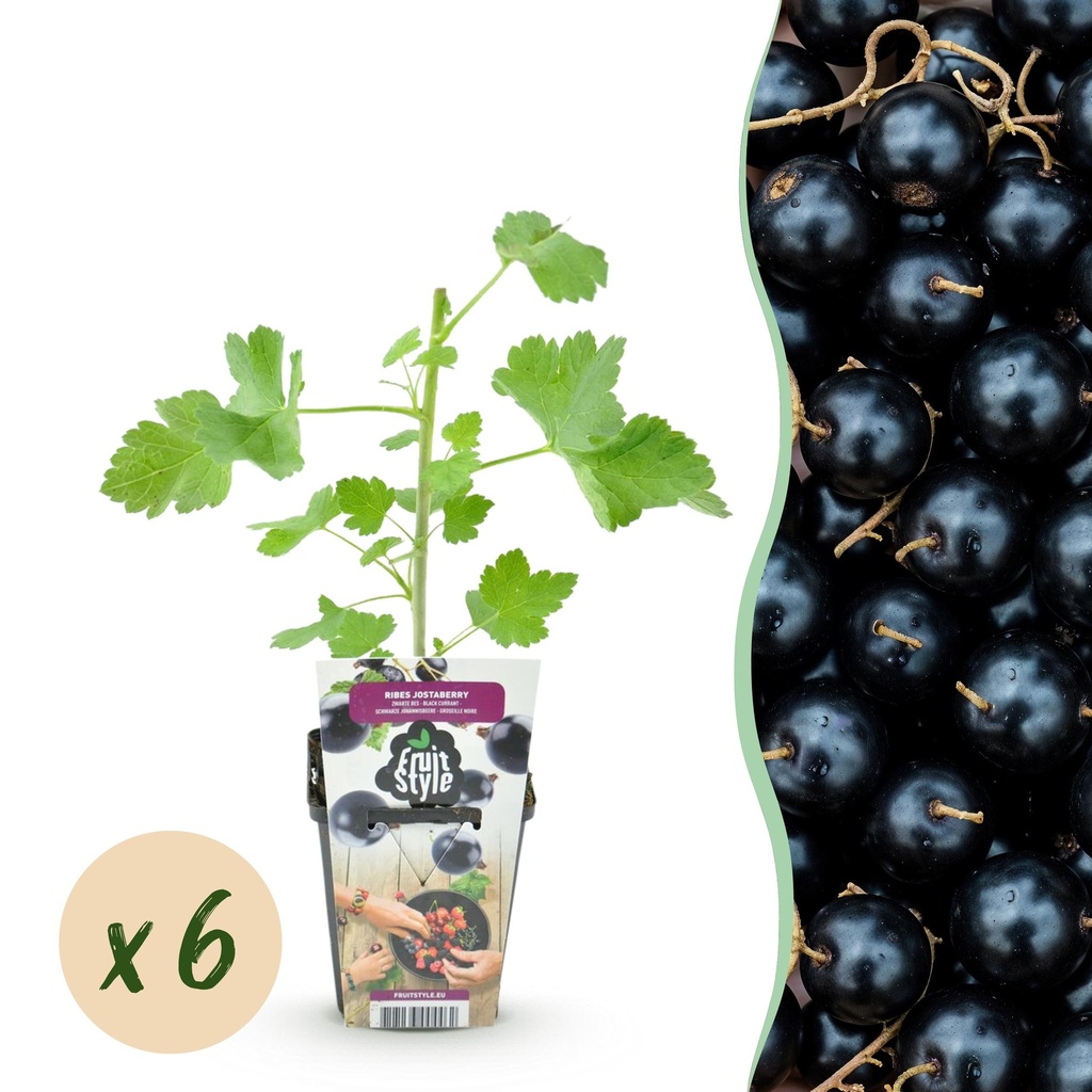Obstpflanzen - Jostabeere - Ribes Jostabeere - Winterhart - 6 Pflanzen - Topf 9 cm - Jostabeere