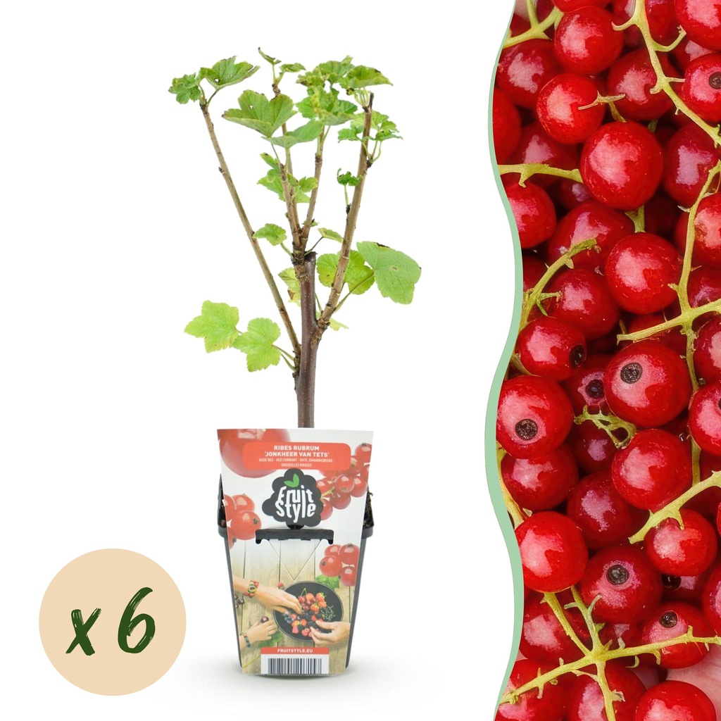Obstpflanzen - Rote Johannisbeere - Ribes rubrum 'Jonkheer van Tets' - Winterhart - 6 Pflanzen - Topf 9 cm - Rote Johannisbeere