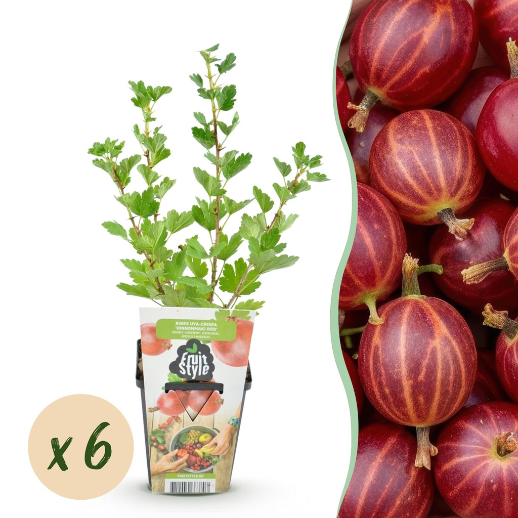 Obstpflanzen - Jostabeere - Ribes uva-crispa Hinnonmaki Rot - Winterhart - 6 Pflanzen - Topf 9 cm - Rote Johannisbeere