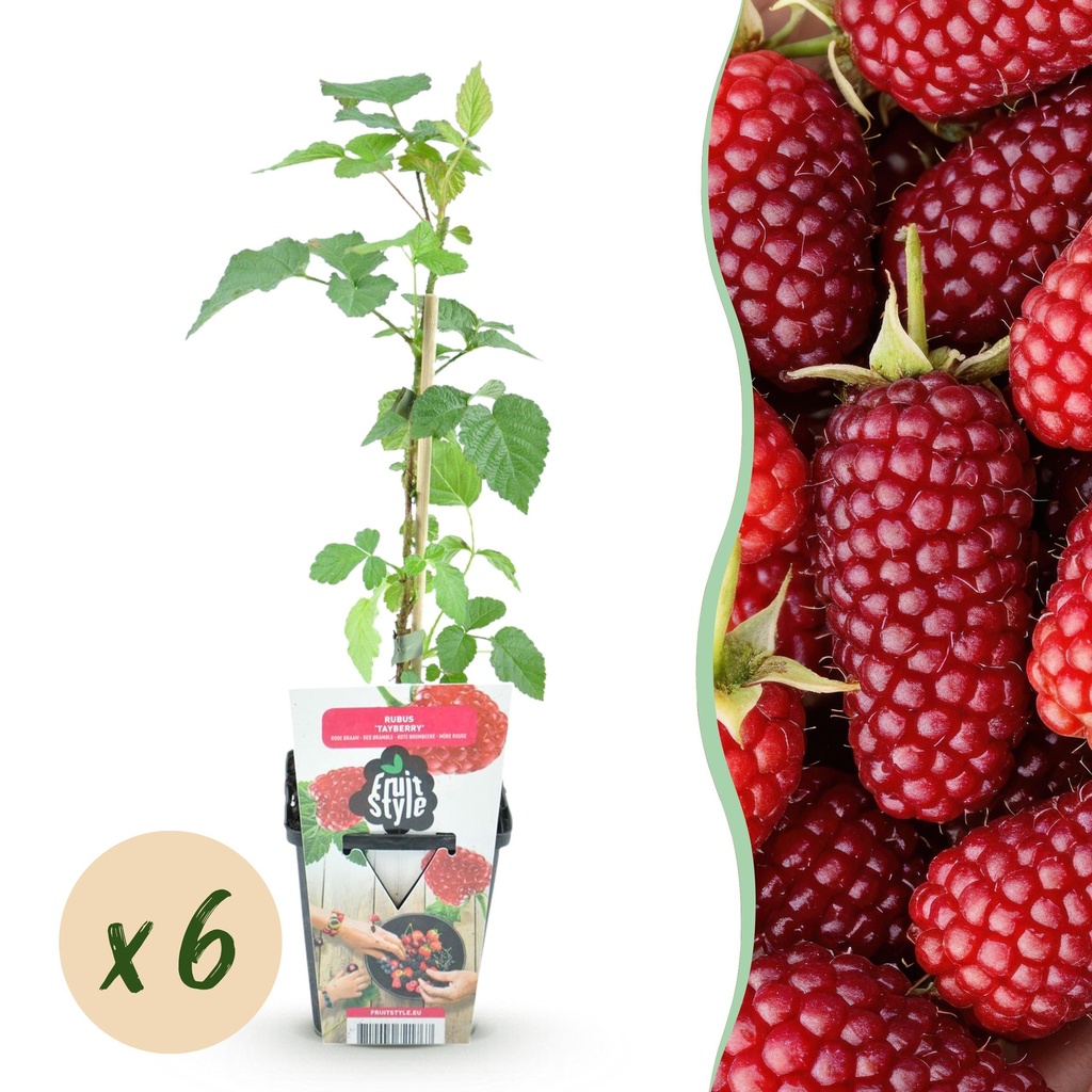 Obstpflanzen - Taybeere - Rubus Tayberry - Winterhart - 6 Pflanzen - Topf 9 cm