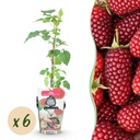 Kultur-Apfel (Obstpflanzen) – winterharter Obstbaum, Höhe ca. 9 cm