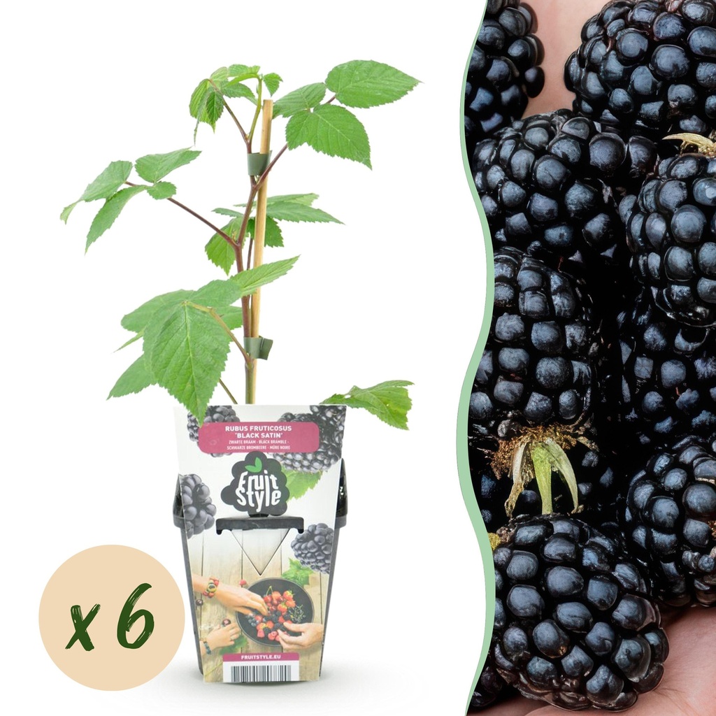 Obstpflanzen - Brombeere - Rubus Black Satin - Winterhart - 6 Pflanzen - Topf 9 cm - Schwarze Brombeere