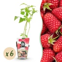 Himbeere (Rubus idaeus) – winterharte Beerenobst-Pflanze, Höhe ca. 9 cm