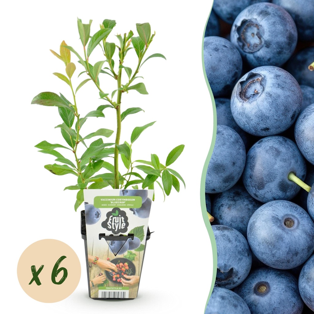 Obstpflanzen - Heidelbeere - Vaccinium corymbosum Bluecrop - Winterhart - 6 Pflanzen - Topf 9 cm