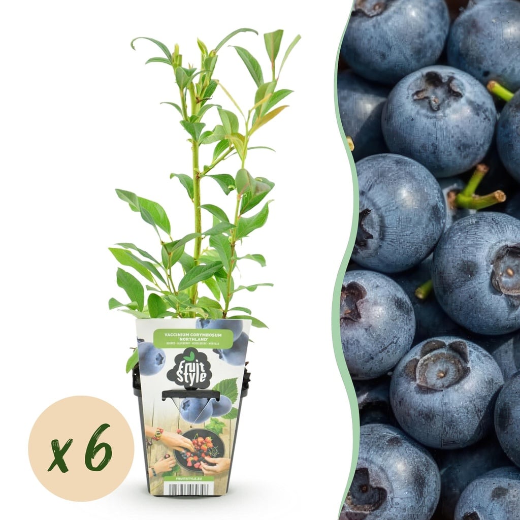 Kultur-Apfel 'Northland' (Obstpflanzen) – winterharter Obstbaum, Höhe ca. 9 cm