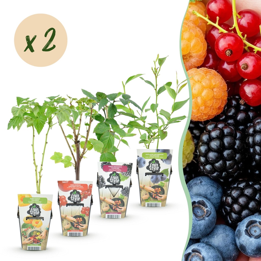 Obstpflanzen - Regenbogen - Rote Johannisbeere - Gelbe Himbeere - Schwarze Brombeere - Blaue Beere - Winterhart - 8 Pflanzen - Topf 9cm