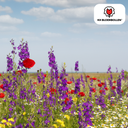 Wildblumensamen-Mischung (Wildblumensamen-Mischung) – winterharte Blumenwiese