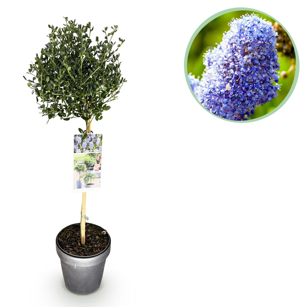 Stammpflanze - Ceanothus impressus Victoria - Terrassenpflanze - Immergrün - Winterhart - Lila Blüte - Topf 19cm Höhe 90cm