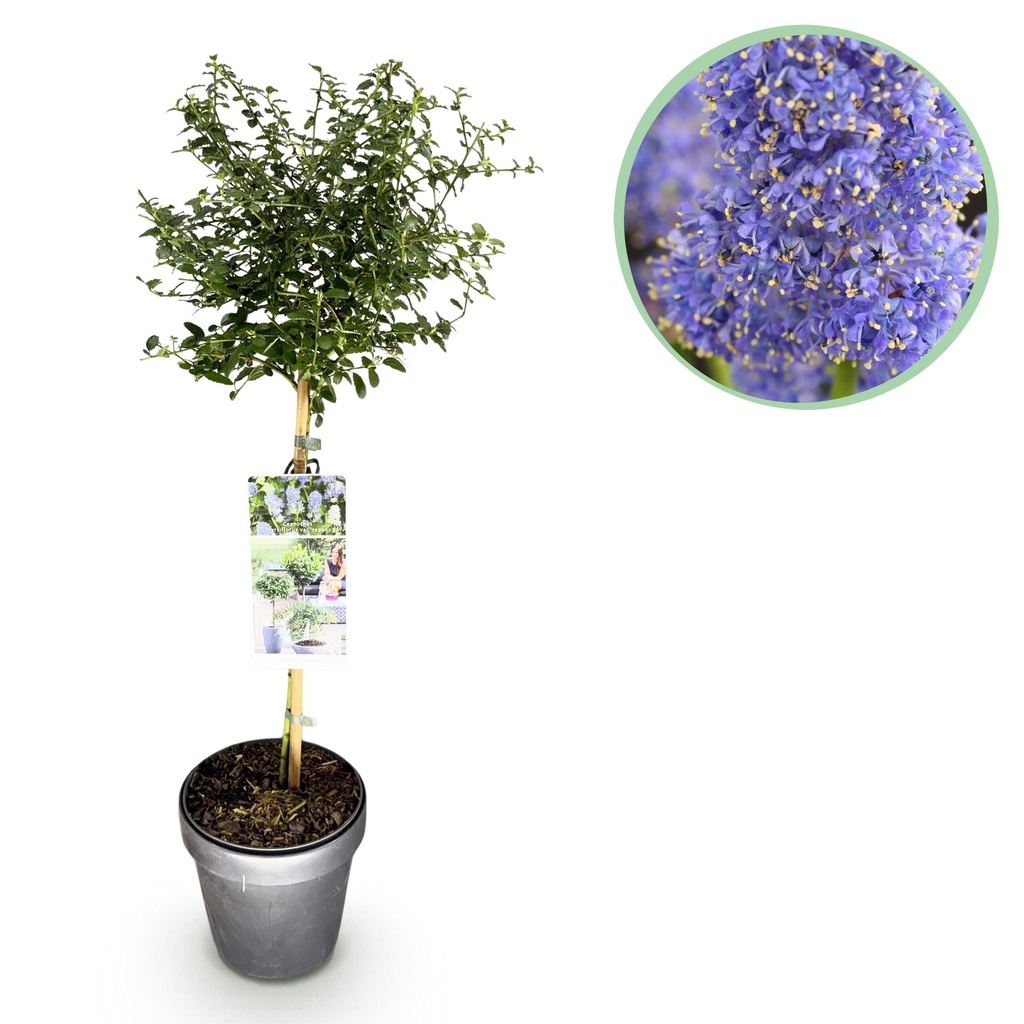 Kalifornischer Flieder (Ceanothus thyrsiflorus) – winterharter Blütenstrauch, Höhe ca. 19 cm