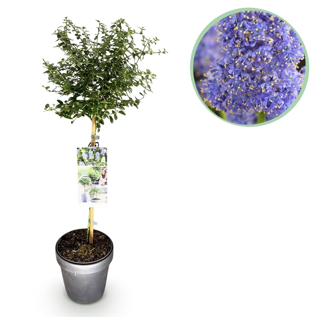 Stammpflanze - Ceanothus thyrsiflorus Repens - Terrassenpflanze - Immergrün - Winterhart - Lila Blüte - Topf 19cm Höhe 90cm