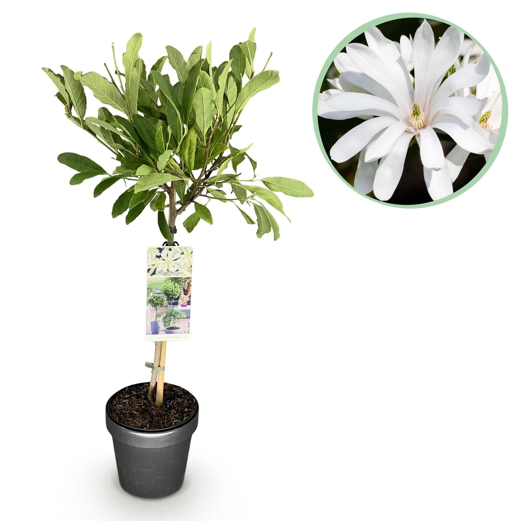 Stammpflanze - Magnolia stellata - Terrassenpflanze - Laubabwerfend - Winterhart - Weiße Blüte - Topf 19cm Höhe 90cm