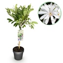 Sternmagnolie (Magnolia stellata) – winterharter Zierstrauch, Höhe ca. 19 cm