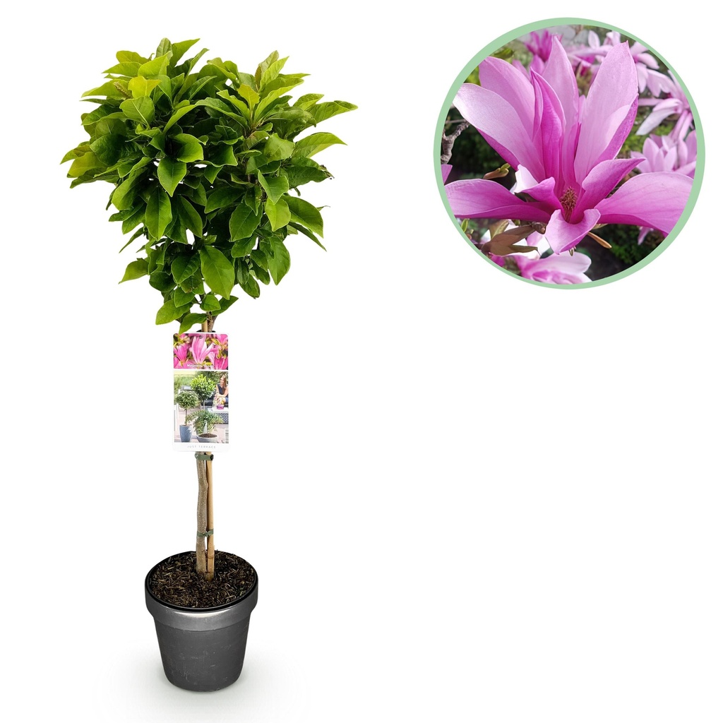 Stamm-Pflanze - Magnolia Susan - Terrassenpflanze - Laubabwerfend - Winterhart - Rosa Blüte - Topf 19cm Höhe 90cm