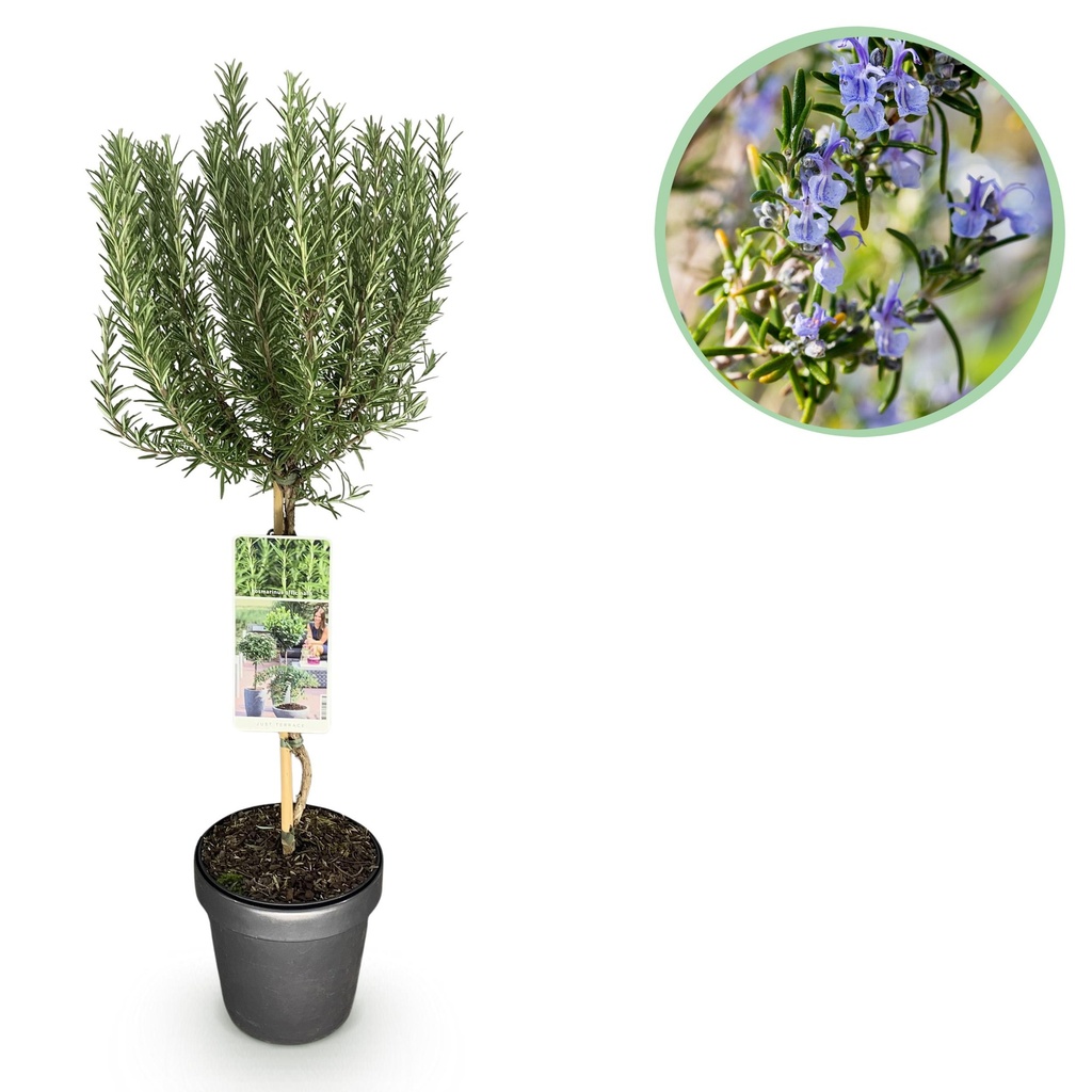 Stamm Pflanze - Rosmarinus officinalis - Terrassen Pflanze - Immergrün - Winterhart - Lila Blüte - Topf 19cm Höhe 90cm