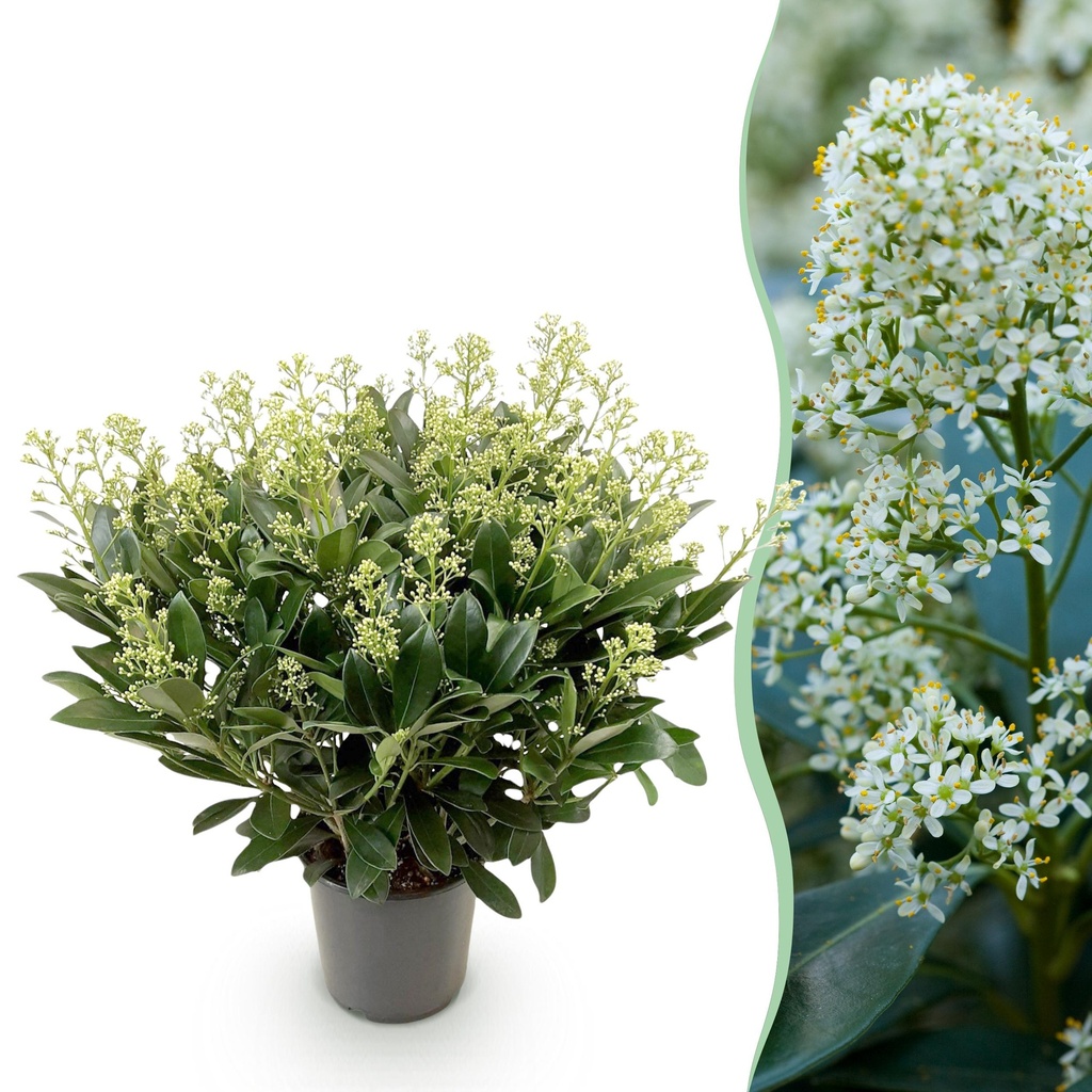 Terrassenpflanze - Skimmia japonica Finchy - Blüte Weiß - 40+ Blüten - 1 Pflanze - Winterhart - Topf 19cm Höhe 60cm