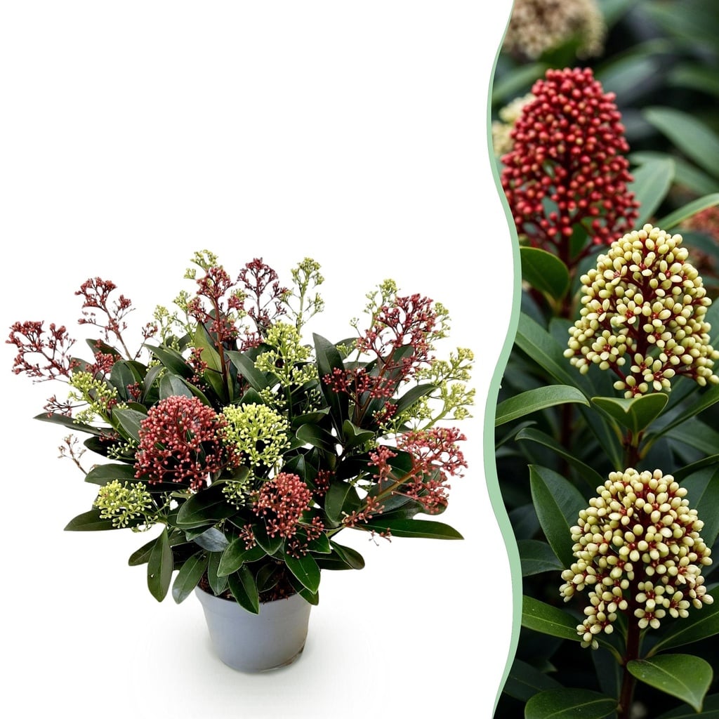 Terrassenpflanze - Skimmia japonica Festival - Blüte Weiß & Rot - 15+ Blüten - 1 Pflanze - Winterhart - Topf 15cm Höhe 30cm