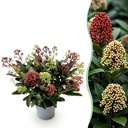 Terrassenpflanze - Skimmia japonica Festival - Blüte Weiß & Rot - 15+ Blüten - 1 Pflanze - Winterhart - Topf 15cm Höhe 30cm