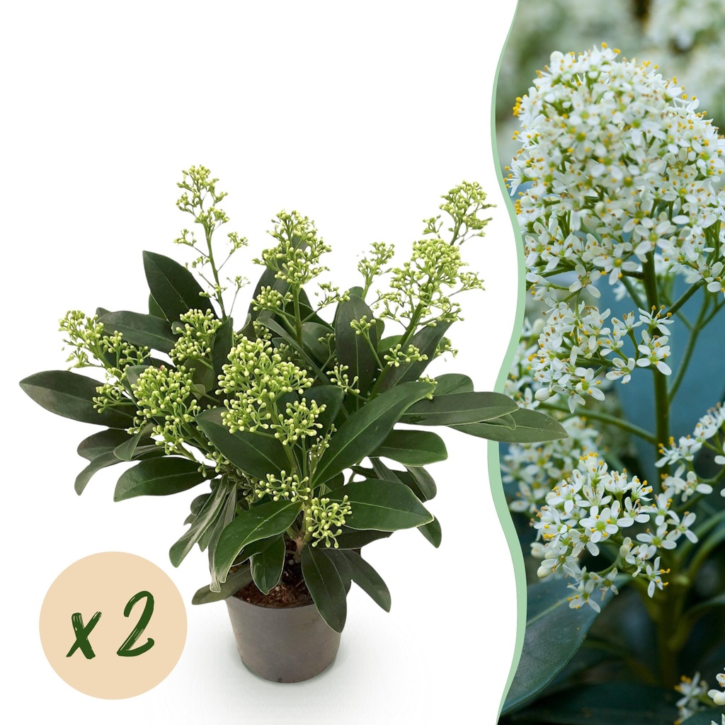 Terrassenpflanze - Skimmia japonica Finchy - Blüte Weiß - 10+ Blüten - 2 Pflanzen - Winterhart - Topf 10,5 cm Höhe 25 cm