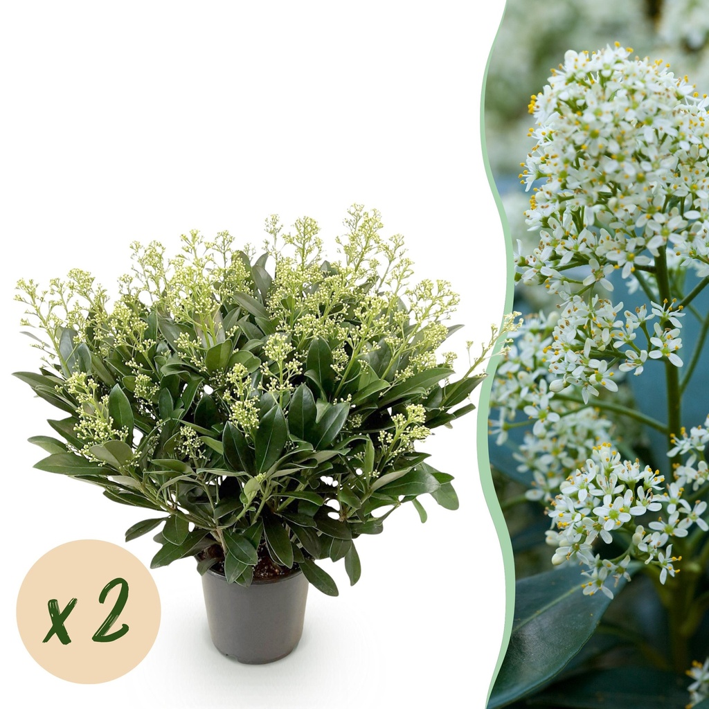 Terrassenpflanze - Skimmia japonica Finchy - Blüte Weiß - 40+ Blumen - 2 Pflanzen - Winterhart - Topf 19cm Höhe 60cm