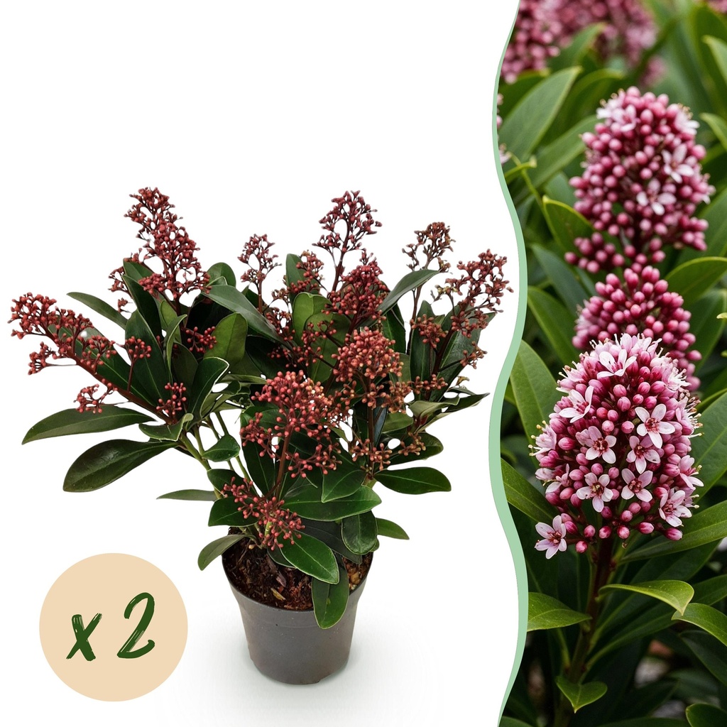 Terrassenpflanze - Skimmia japonica Rubella - Blüte Rot - 10+ Blumen - 2 Pflanzen - Winterhart - Topf 10,5cm Höhe 25cm