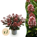 Blütenskimmie (Skimmia japonica) – winterharter Blütenstrauch, Höhe ca. 15 cm