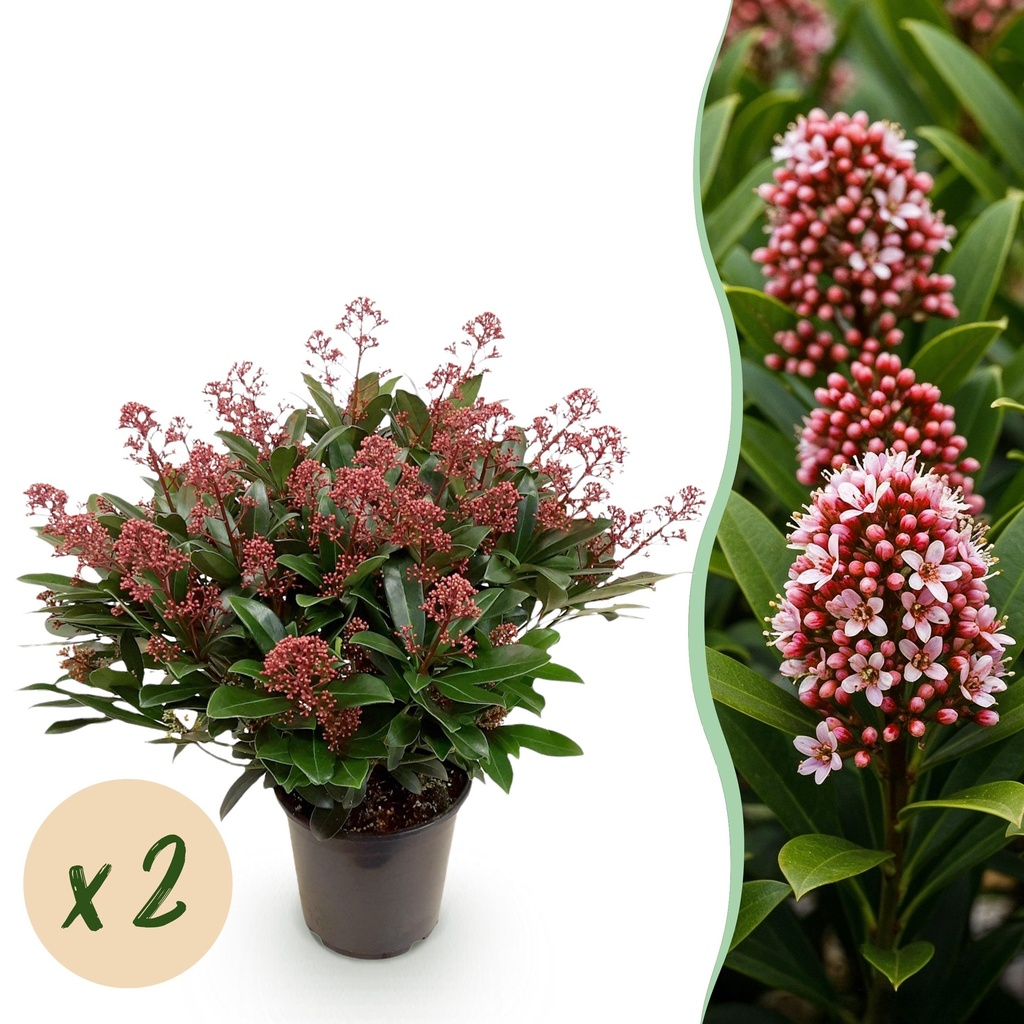 Terrassenpflanze - Skimmia japonica Rubella - Rote Blüte - 40+ Blüten - 2 Pflanzen - Winterhart - Topf 19cm Höhe 60cm